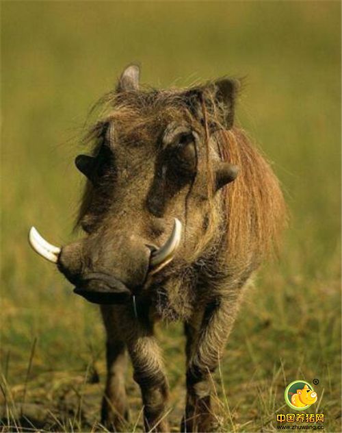 疣猪是世界上唯一一种在数月没有水的情况下仍可以存活的猪，也能在高温下生活。