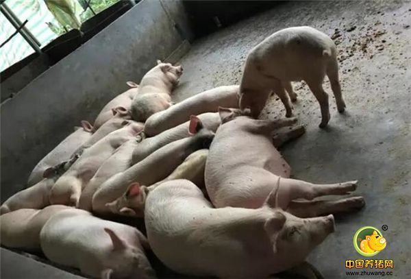 农村小伙把藏香猪销往全国各地，实现创业理想，年入30万！