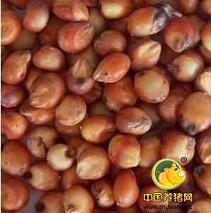 成都常年收购玉米白小麦高粱