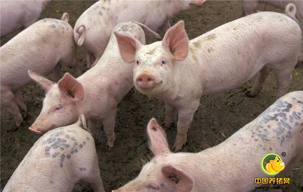 有人说，30万元来回倒，一年可以养200头猪，大家认为可以不？