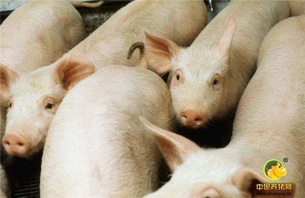 有人说，30万元来回倒，一年可以养200头猪，大家认为可以不？