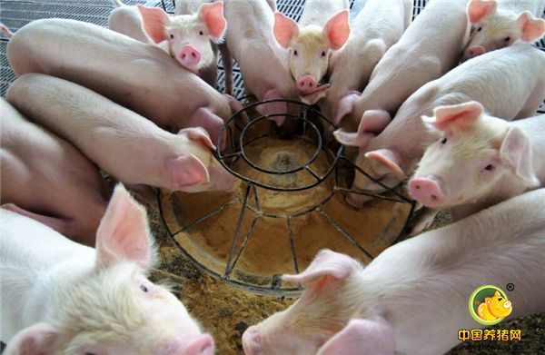 有人说，30万元来回倒，一年可以养200头猪，大家认为可以不？