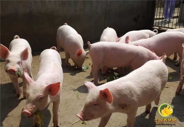 大家觉得能养多少头？欢迎大家在评论区交流！