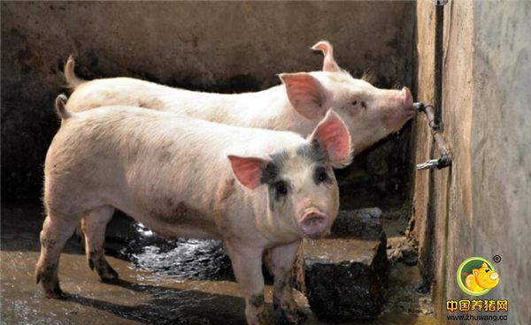 不能与高浓度的盐酸普鲁卡因溶液配伍。盐酸普鲁卡因的最适宜浓度为0.25~0.5%。浓度过高，则起相反作用。