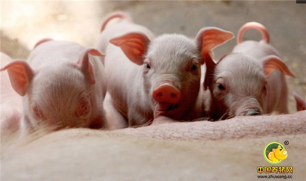 不能与配伍后发生浑浊、沉淀和降低效价的注射剂配伍。如硫酸卡那霉素注射液、注射用辅酶a、注射用细胞色素c、氨茶碱注射液、盐酸异丙嗪注射液、注射用乳糖酸红霉素、注射用硫喷妥钠等。