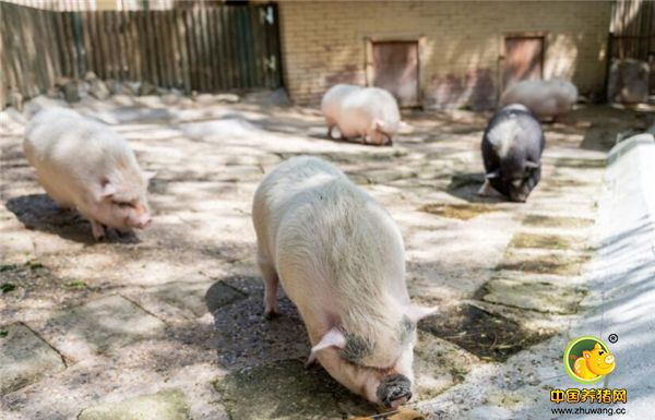 最近两年，环保检查对养殖业的冲击较大，许多养殖场不得不牵离，农民养猪同样要选择到划定区域养殖，许多个体户逐渐退出养猪行业，长远看对养殖业的发展和洗牌有很大的促进作用。
