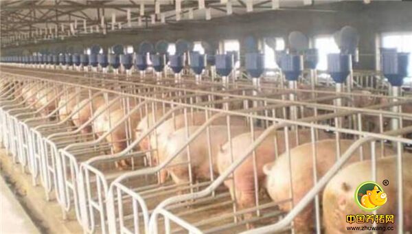 样式四，这种属于大型养电子游艺网站
的了，猪的活动范围较小，财力丰富而且规模大的可以使用。