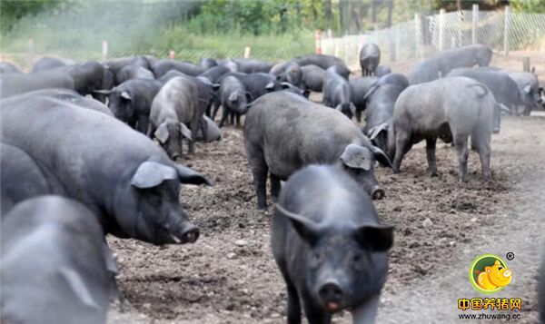 虽说一直对自己的选择很有信心，但毕竟是女孩子，干活的时候，张志远经常累得满头大汗。 如今，姐妹俩精心经营的养电子游艺网站，看起来颇具规模。不过，张志远大学毕业后，一些朋友和同学得知她留在山村养猪的事情后，曾多次向她表达反对意见。“她们都觉得我和姐姐很柔弱，根本干不了这样的力气活儿。”然而，没过多久，张志远就和姐姐用实际行动，给大家交上了一份满意答卷。“看到我们做的还不错，后来大家都比较支持。”