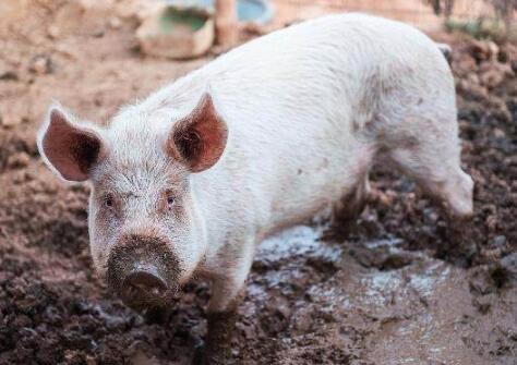 南北生猪价差拉大，台风继续提振生猪市场？