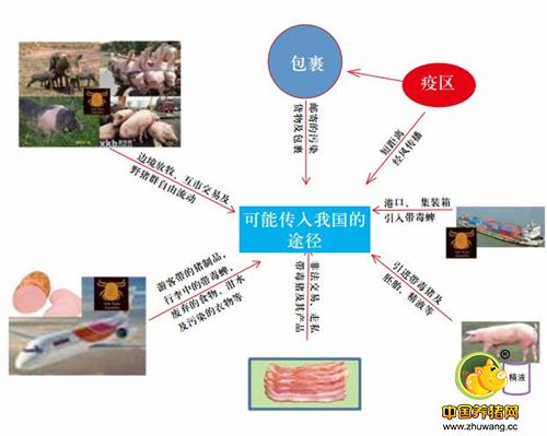 非洲猪瘟可能传入我国的途径。