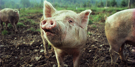 中国电子游艺网站下载安装
