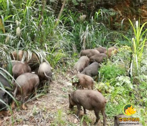 为什么放养的猪，价格比普通饲料养的猪高好几倍，人们也愿意买呢？看看这养殖环境就知道了。