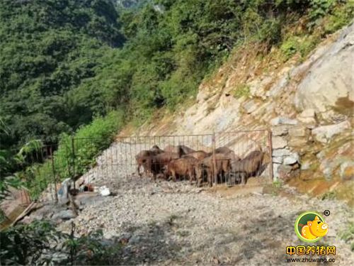 为什么放养的猪，价格比普通饲料养的猪高好几倍，人们也愿意买呢？看看这养殖环境就知道了。