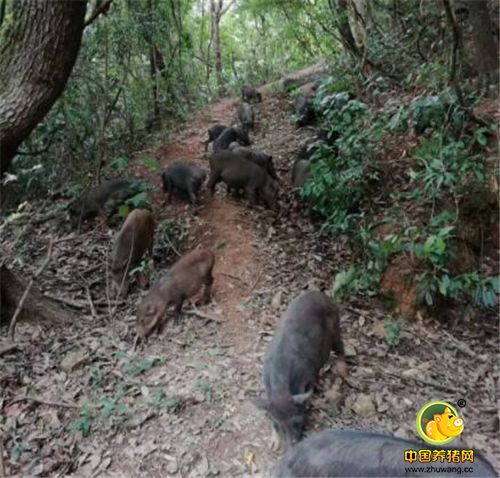 为什么放养的猪，价格比普通饲料养的猪高好几倍，人们也愿意买呢？看看这养殖环境就知道了。