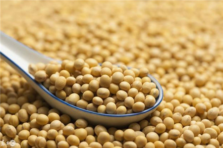 贸易战|美国大豆在华市场份额会完全被巴西抢占吗?