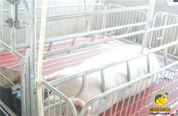 脏母猪上产床 初生仔猪几乎没有抗病能力，仔猪生病，在对产床保温箱等都已彻底清理消毒的情况下，通过母猪带来疾病是最主要的感染渠道，清洗干净并消毒上床前母猪显得更为重要。建议采用一次冲洗两次消毒的办法，再结合随时清理母猪粪便等措施，有效地降低了初生仔猪前期患病几率，就是要在种猪舍将母猪身上脏物冲洗干净，然后用药液消毒一次，到上产床后再连猪带床进行一次消毒。