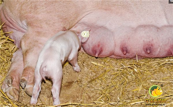 忽视母猪产后感染 不论接产消毒如何严格，不论环境如何优越，母猪产后都会处于最虚弱的时期，最易受到细菌感染而致病，也应采取必要的保健措施，如注射抗生素类药，促进恶露排出的药物或子宫冲洗等，这样对母猪是有利的。