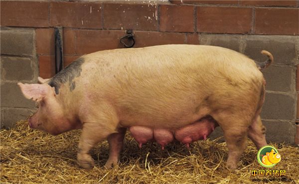 缺乏必要的母猪护理和保健 母猪产后，身体虚，抗病能力降低，消化能力差，既容易受病原感染而患病，也容易出现便泌、食欲下降等不良反应，母猪产后护理和保健是相当重要的。在产后保健方面，先后有注射青霉素，长效土霉素，先锋霉素等制剂，也有推荐在料中加药预防的方式，使用药物如支原净、氟甲酚霉素等，都起到了不错的效果。