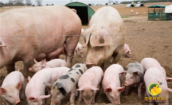 产后喂料加量太快 母猪产后，腹内空虚，消化系统功能未能恢复正常，而且母猪所产奶水量少，不需要太多的营养供给。采食过多，既不利于母猪身体恢复，同时也造成饲料的浪费。所以母猪产后不需要过快加料，一般到产后七天才达到母猪最大采食量。