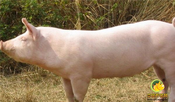 栏舍消毒。断奶仔猪进入保育舍前，要对保育舍内外进行彻底清扫，洗刷和消毒杀灭细菌。仔猪进入保育舍后要定期消毒大概每周2至3次及时清理粪尿等污物