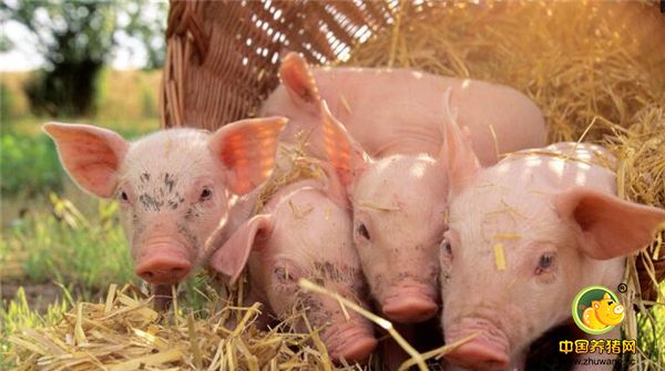 电子游艺网站应创造一个良好舒适的生活环境。一般刚断奶仔猪要求室内温度30度，以后每周降3-4度，直至降到22-24度。最适宜的相对湿度为65%到75%之间