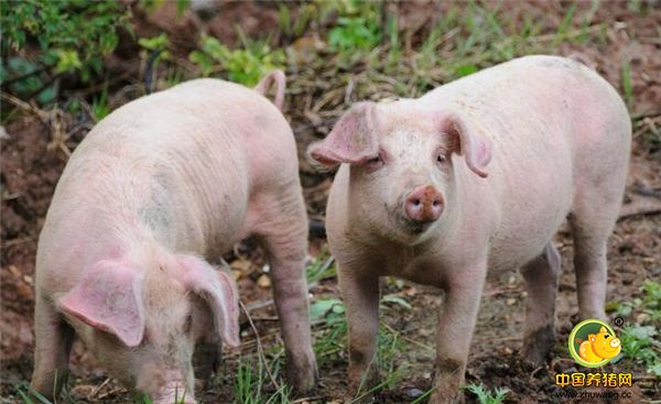 保持适宜的饲养密度。规模化电子游艺网站要求保育舍每圈饲养仔猪15至20头，最多不超过25头。建设采用漏缝或半漏逢地板每头仔猪面积最好为0.3至0.5平方米