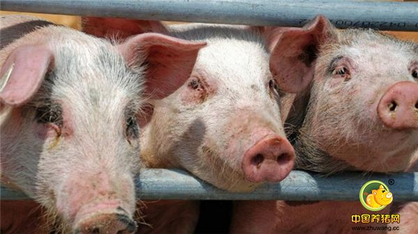 电子游艺网站应供给仔猪充足清洁的饮水。在断奶后7-10天内饮水中加入葡萄糖、钾盐、钠盐等电解质和维生素等药物，同时还可在水中添加保利康以提高仔猪的抵抗力，促使仔猪采食和生长，同时还能有效防止仔猪断奶产生的应激问题。