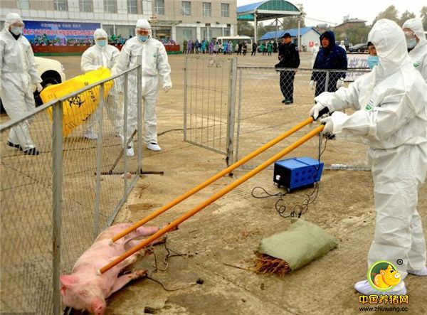 就目前的情况来看，这种病毒仅感染家猪和野猪，并不会感染其他动物，所以，对于人体同样是这样，并不会直接感染人类。