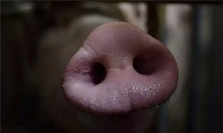 中国非洲猪瘟“惊动”联合国，价格可能会上涨！