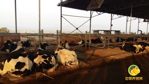 畜禽养殖环境违法的正确处罚方式，粪便如何发酵有机肥？