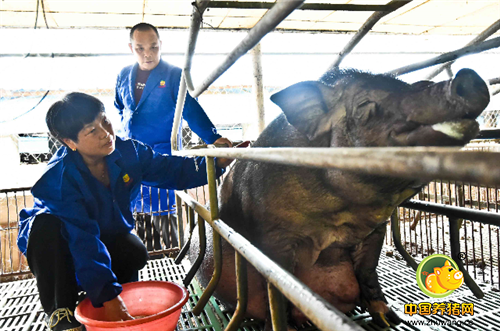 在部队的炊事班里负责养猪，如今退伍仍然养猪。