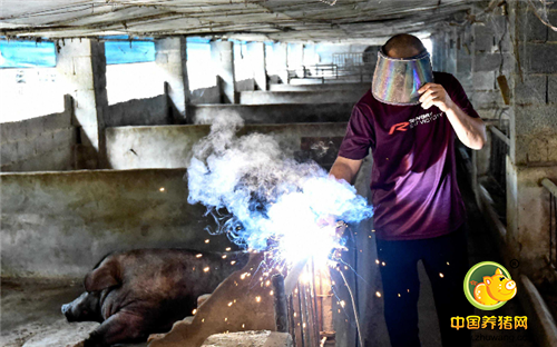 刚开始养猪时还是比较困难的，虽然在部队有过一点经验