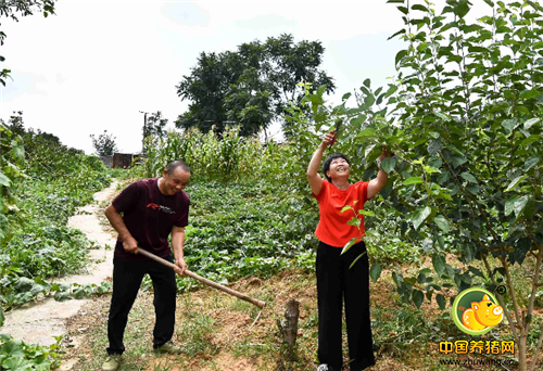 张丽华说：“现在平均一年也就养个500多只猪，多出来的空闲时间可以在这里种点水果、蔬菜等