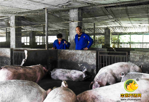 这八亩地的养电子游艺网站里，退伍军人张丽华夫妇以养猪为事业，开开心心地过着每一天