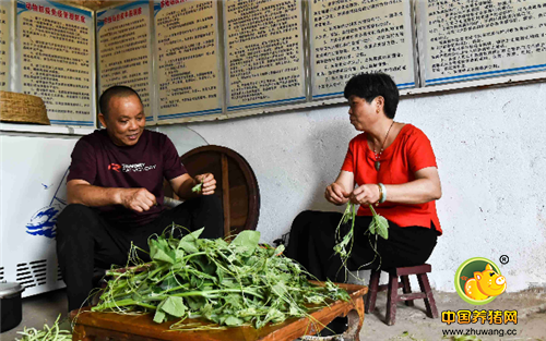 平时张丽华夫妇会坐在一起一边选菜一边聊天