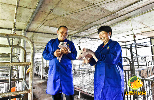 看着新出生的小猪，张丽华夫妇二人都很开心