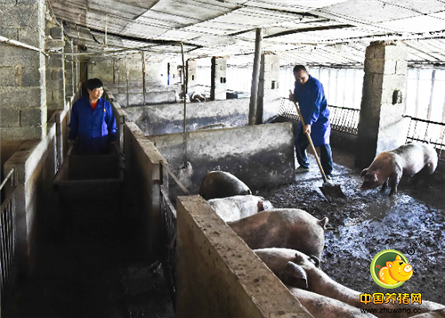 张丽华和丈夫每天都要清理猪圈里的粪便