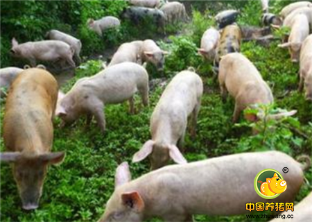 放养型生态养猪
