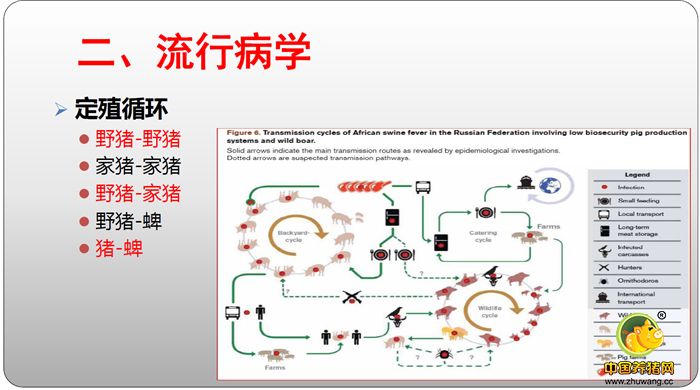 二、流行病学 定殖循环 野猪-野猪 家猪-家猪 野猪-家猪 野猪-蜱 猪-蜱