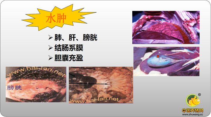 肺、肝、膀胱 结肠系膜 胆囊充盈