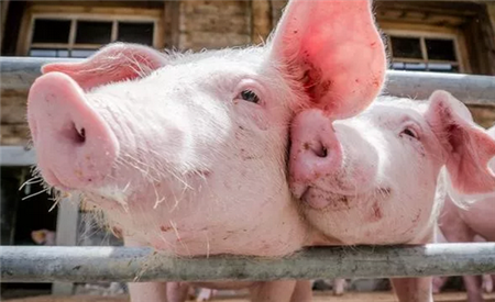 新生仔猪溶血病的防治措施，建议收藏！