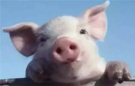 妊娠母猪舍是定位栏好还是大圈好？