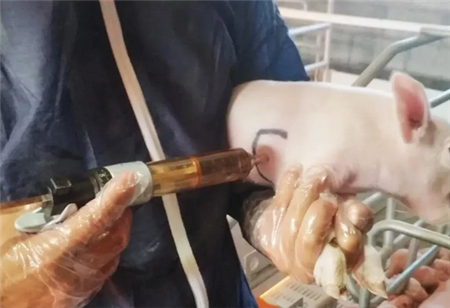 猪肺炎支原体的危害及防控，以下方法注意！