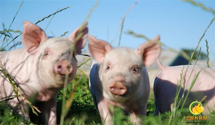 猪价低迷的时候，养猪户更不能出现猪病了，不然赚的会更少！为了能让大家知道响应猪病的治疗方式，我们特意采访了20年老养猪户，听他来谈谈自己的治疗经验！