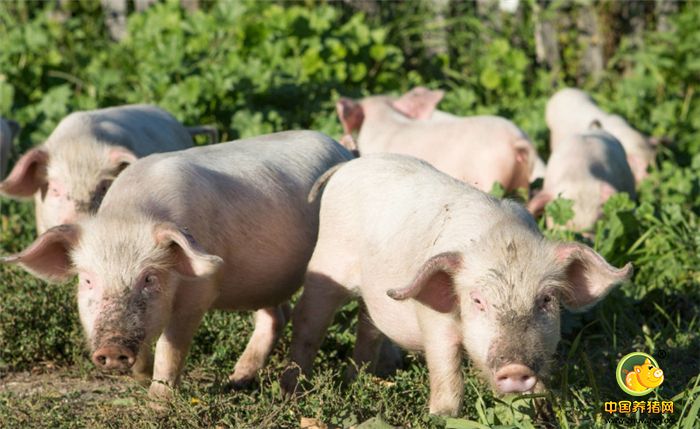 三、口蹄疫 打针：激免肽+复方哈青注射液 混感双效（五疫康）+复方哈清 拌料：紫锥菊多糖（猪疫康）+阿莫仙（瑞玛福乐） 