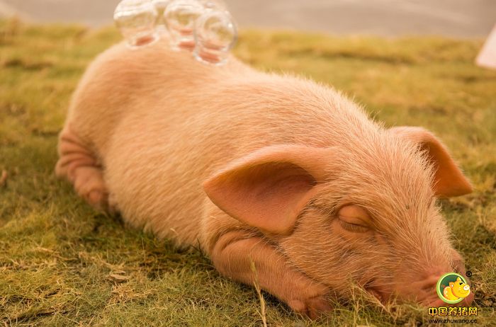 二、母猪高热不食 打针：高免血清（混感双效）+头孢120或瑞雪+阿莫西林脂质体 饮水：黄芪甲苷+阿莫仙+紫锥菊多糖 