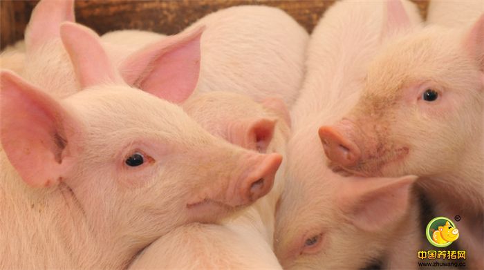 四、链球菌 打针：速可生+瑞玛恩康（阿莫西林脂质体） 拌料：瑞玛安+瑞玛福乐 