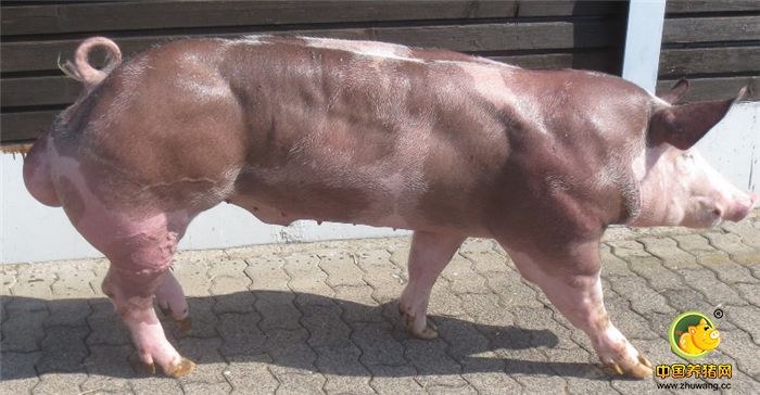 如今杜洛克猪也开始在市场销售，说不定很多人都吃过这种电子游艺平台。