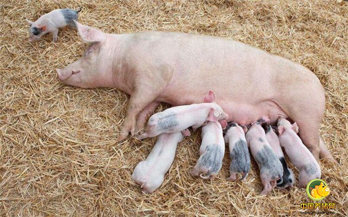 天气逐渐变冷，市场上的电子游艺平台成为大家关注的焦点。市场上的电子游艺平台价格开始呈现整体趋稳上涨，作为养猪户，如何更有效的，更加低成本的给猪增肥，获取不错的收益。其实我们生活中常见的糖都可以食用在猪身上，它既能预防疾病的发生，又能为猪在短期内快速长膘奠定一定的基础。