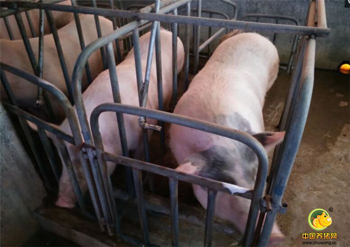 生病的猪：在需要喂养的药物中加入适量的糖，能够有效的减少药味。同时在未发病前食用糖，可以有效的预防疾病的发生，同时甘草也是不错的选择。